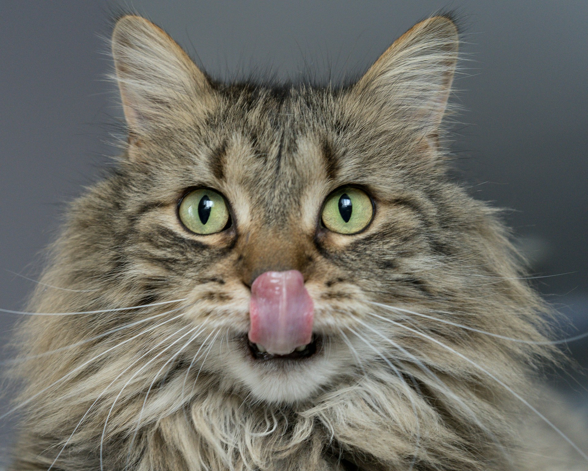 catapart améliorez l’hygiène du chat pour lutter contre sa mauvaise haleine