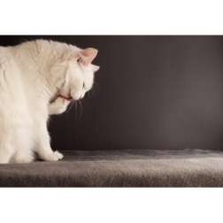 améliorez l’hygiène du chat pour lutter contre sa mauvaise haleine